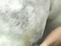 Zoo farm xxx with a horse cock